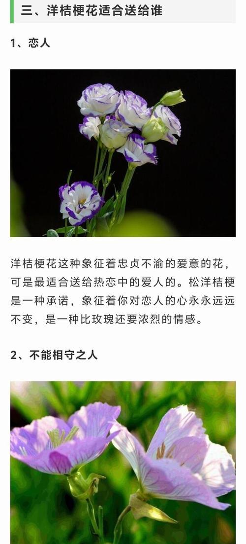 哪种花代表着恋人的花语？