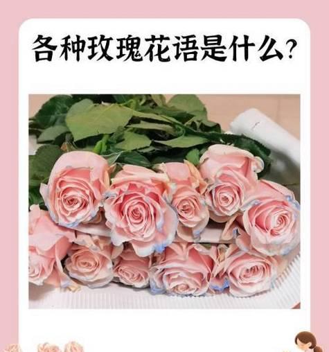 不同颜色玫瑰组合的花语分别是什么？