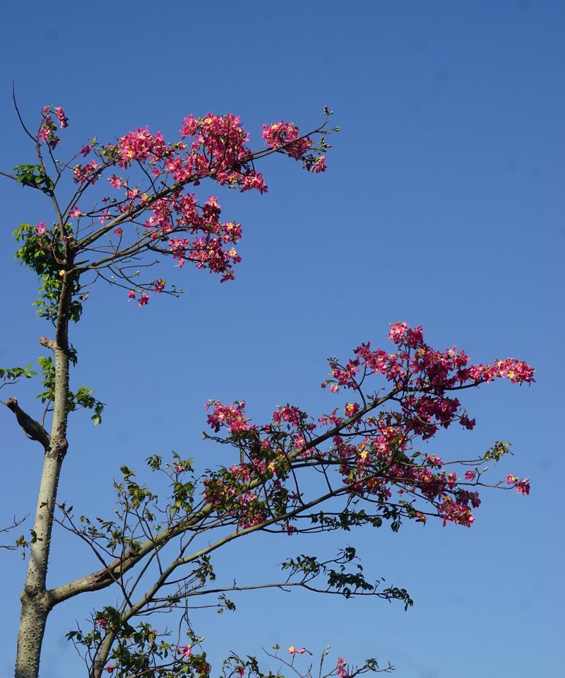 长廊花海象征什么花卉？花卉的象征意义有哪些？