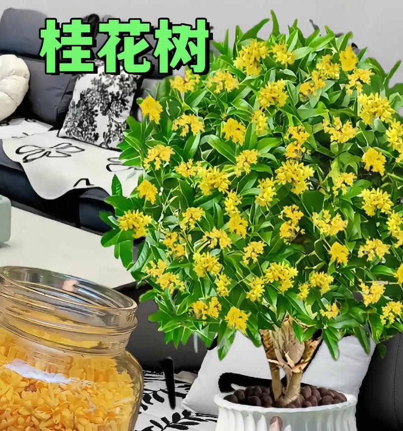 常绿植物象征意义的植物有哪些？