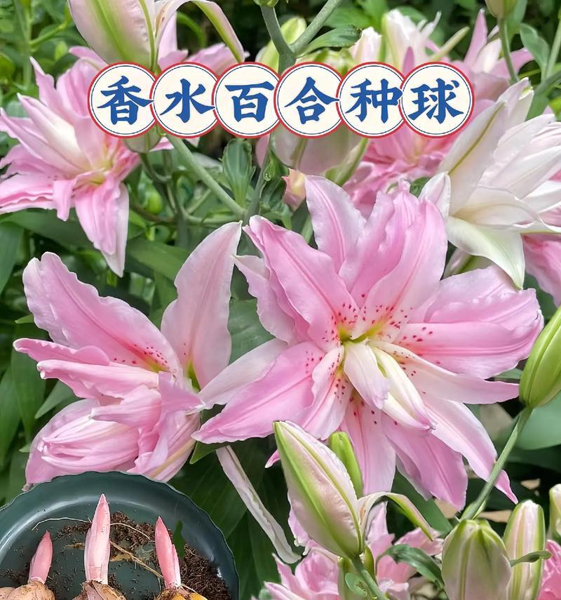 鲜花百合的寓意是什么？如何正确理解百合花的含义？