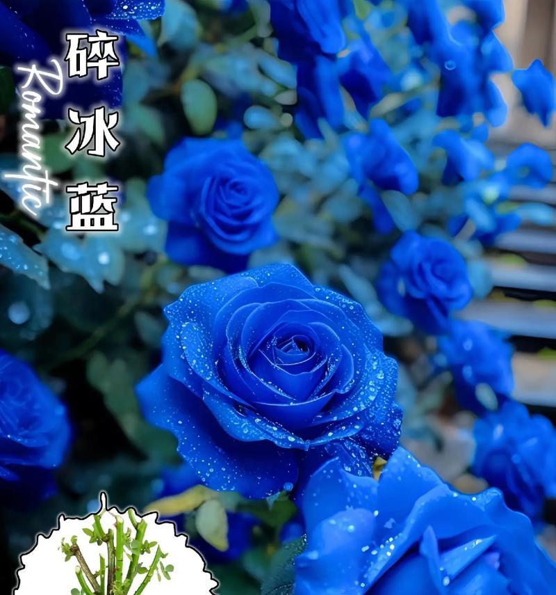 蓝色纸巾玫瑰花的含义是什么？纸玫瑰花的花语有哪些？