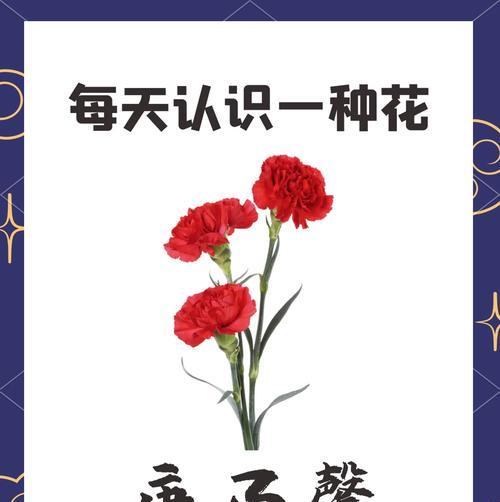 三朵康乃馨的花语是什么？代表了什么情感？