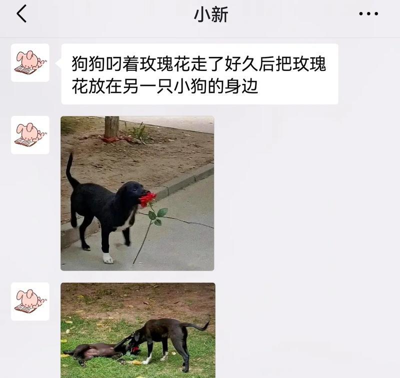 狗玫瑰花2支表情的寓意是什么？表达什么情感？