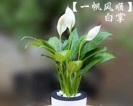 粉掌花语代表了什么？