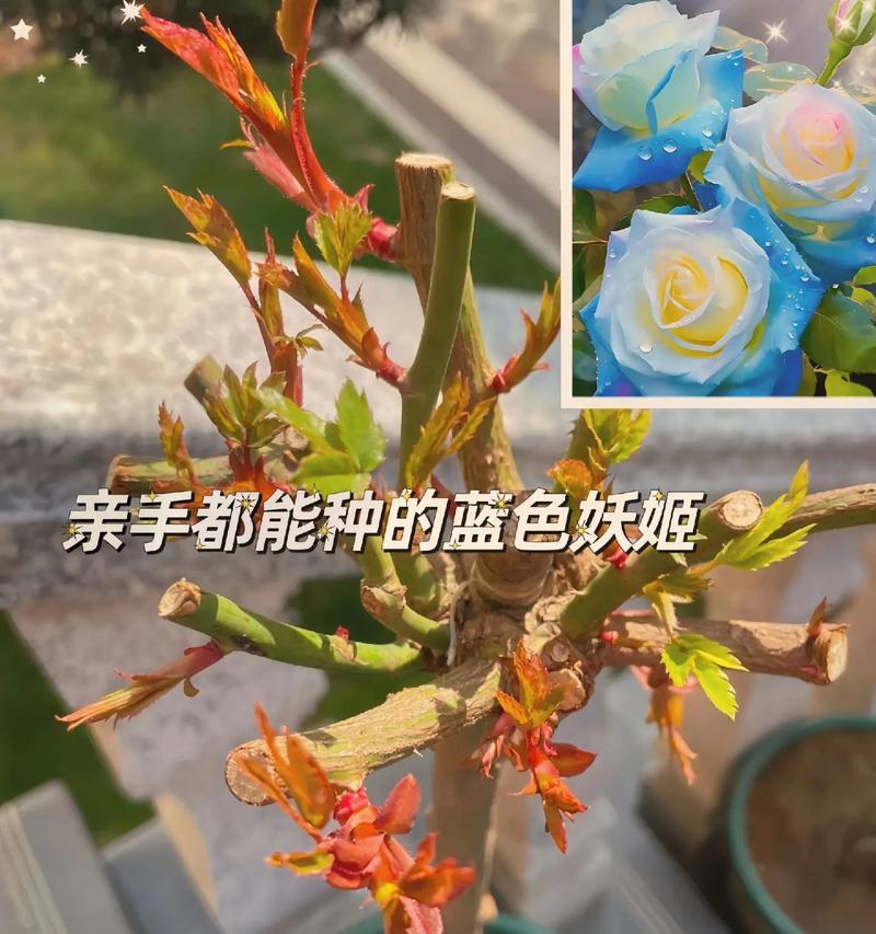 蓝玫瑰花语有何特别之处？