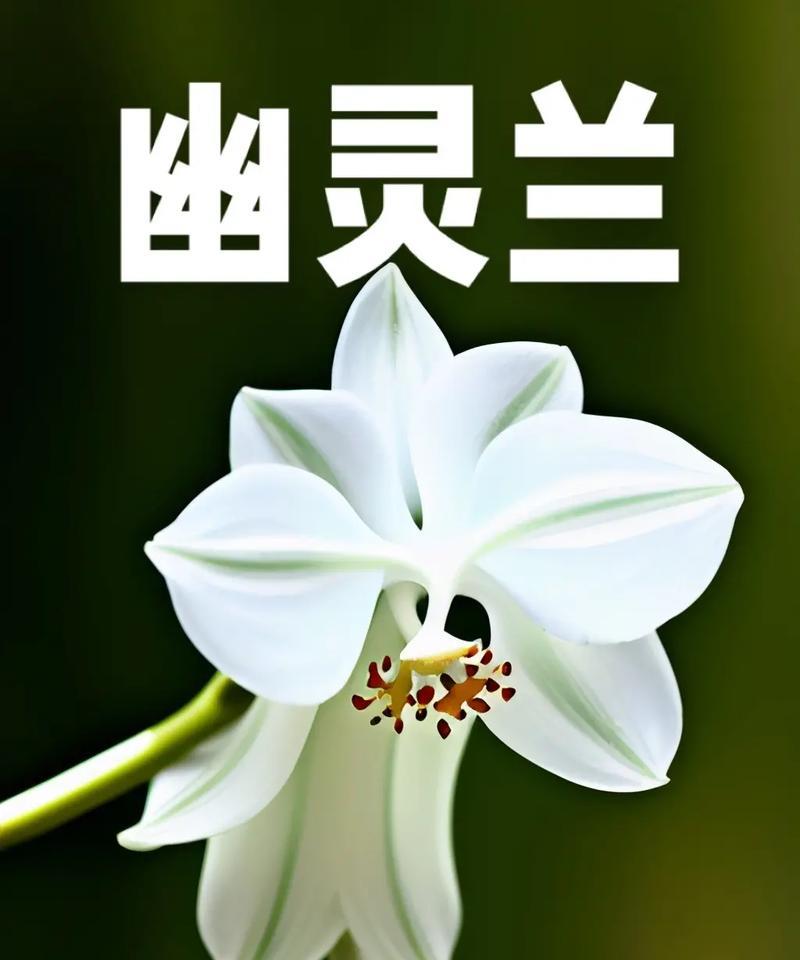 对兰的花语是什么？对兰代表什么含义？