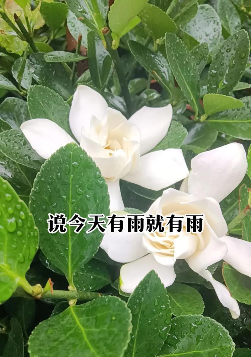 栀子花开不懂白玫瑰什么意思？白玫瑰在栀子花语中代表什么？