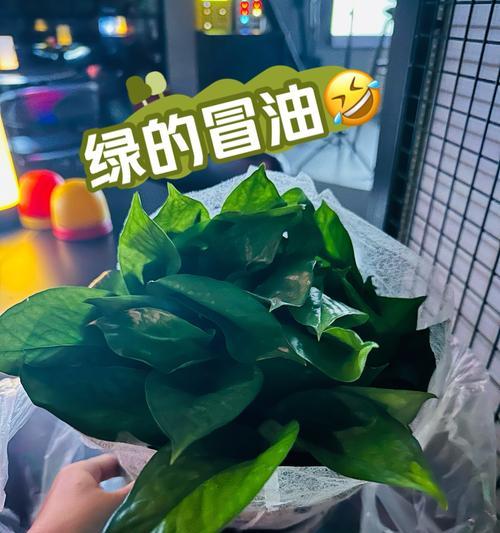 新店开张适合送哪种植物？植物的选择有哪些讲究？