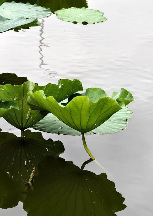 雨伞在植物中象征着什么？雨伞与哪种植物有关联？