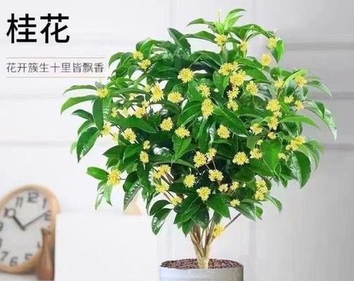 哪些花卉寓意生贵子？适合家庭种植吗？