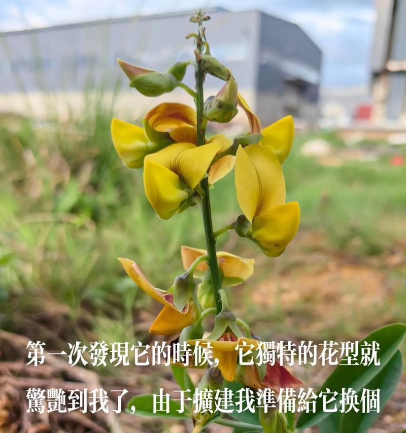 花蕾的寓意是什么？