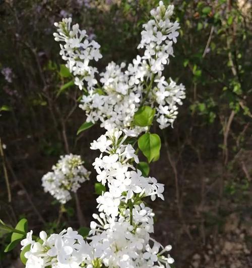 西宁周边春季花卉市场有哪些推荐？哪里可以买到特色花卉？