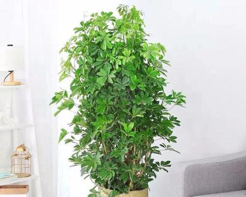 很多小叶子盆栽叫什么植物？如何区分不同种类的小盆栽？