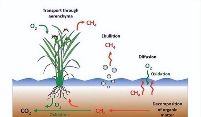 种植水稻有哪些内在原因？