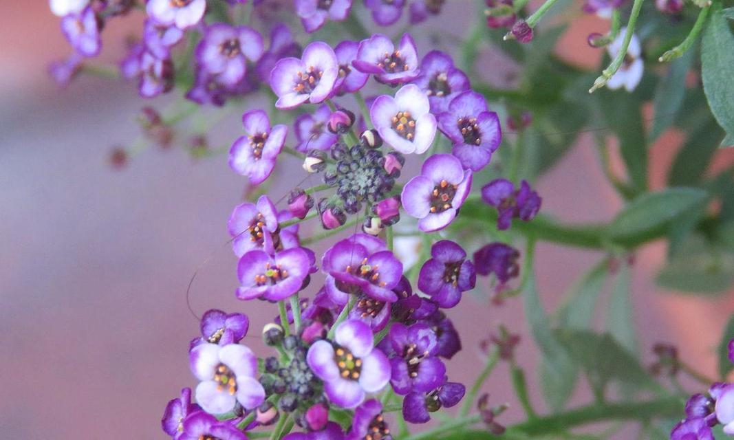 颜色浅和深的花卉区别是什么？浅色与深色花卉的特性有何不同？