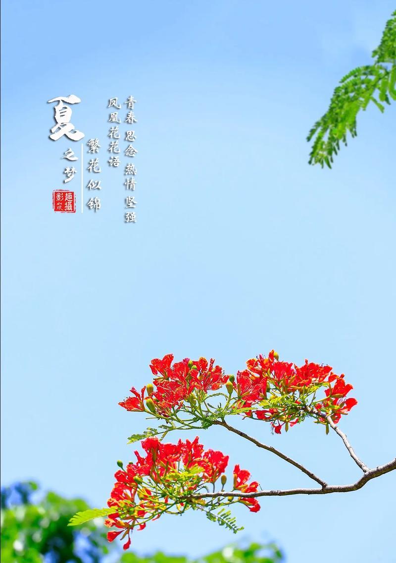 分享花语的好处是什么？分享花语的坏处是什么？