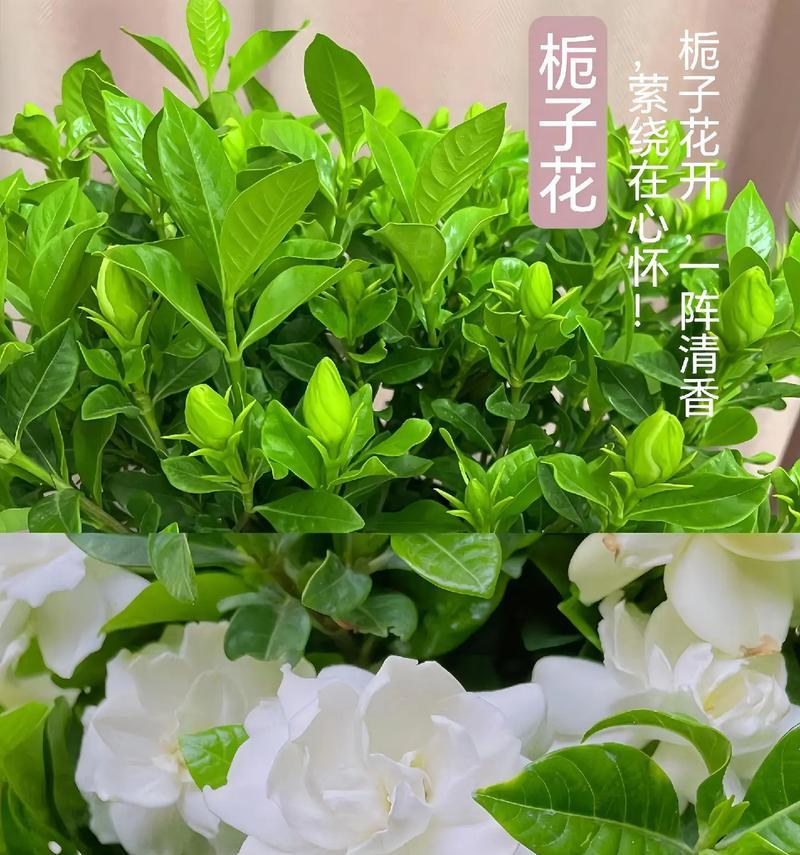 可知栀子花语是什么？栀子花在花语中代表了什么？