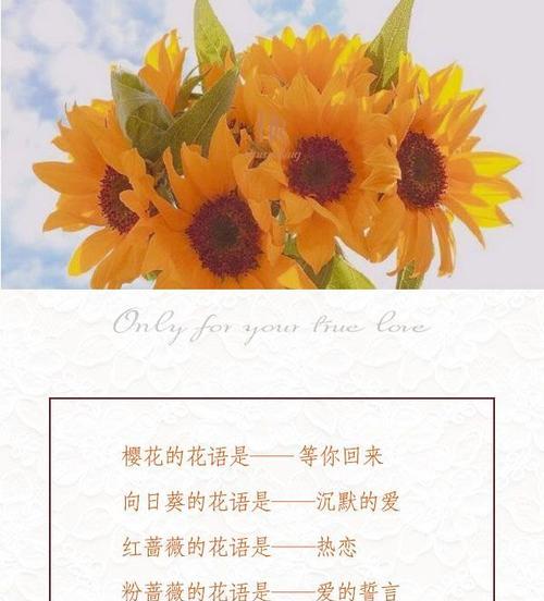 哪种花的花语代表祝福？祝福的花语有哪些？